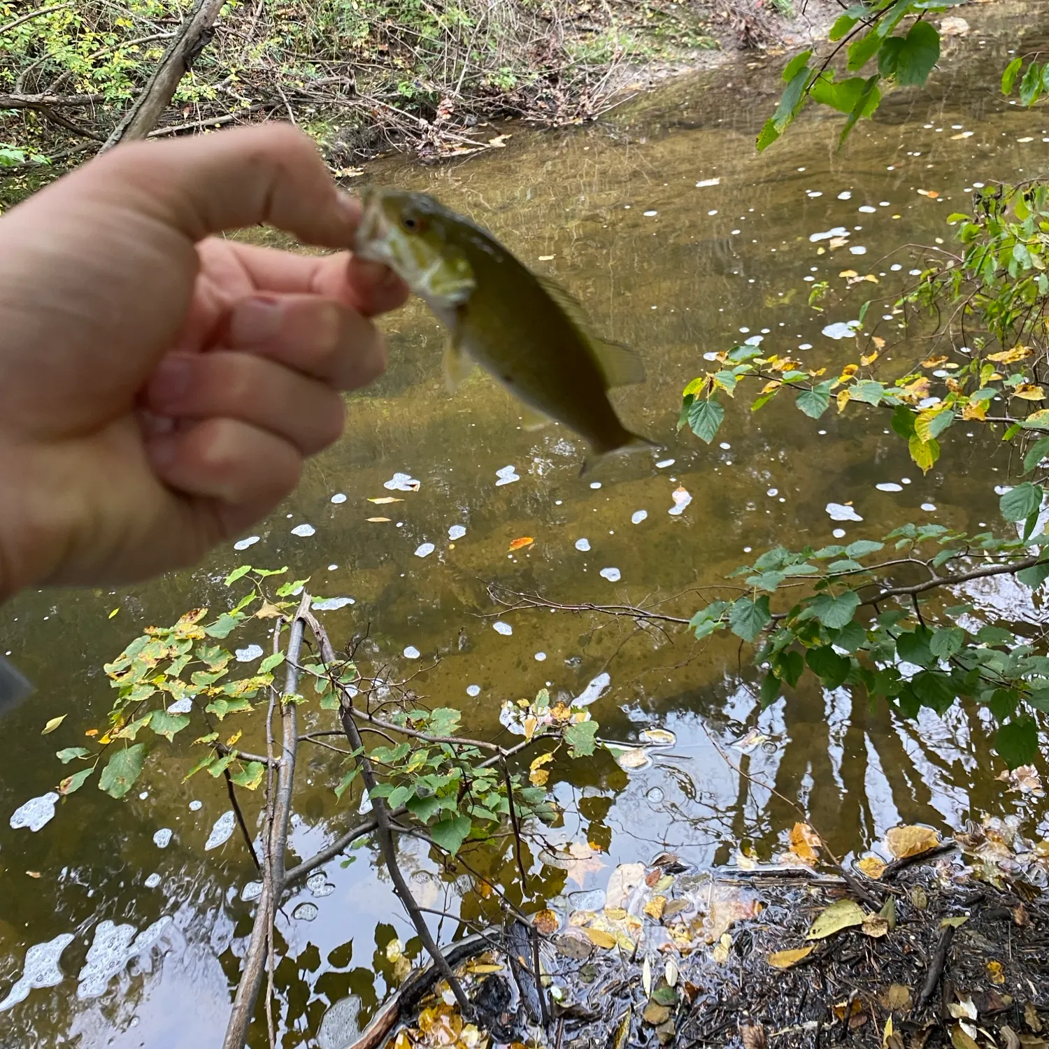Smallmouth bass caught on Fishbrain
