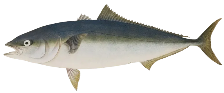 Japanese amberjack