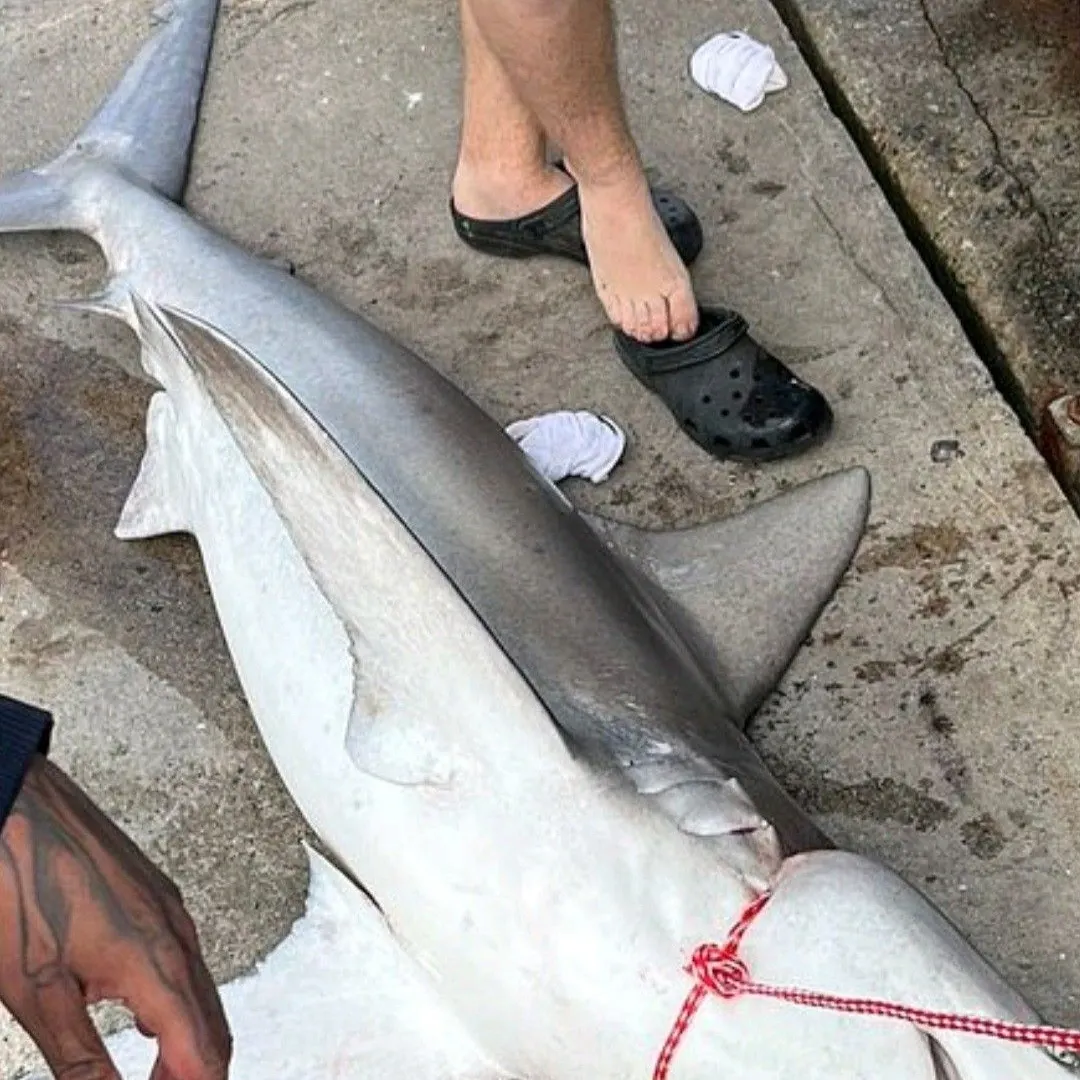 The most recent Sandbar shark catches on Fishbrain