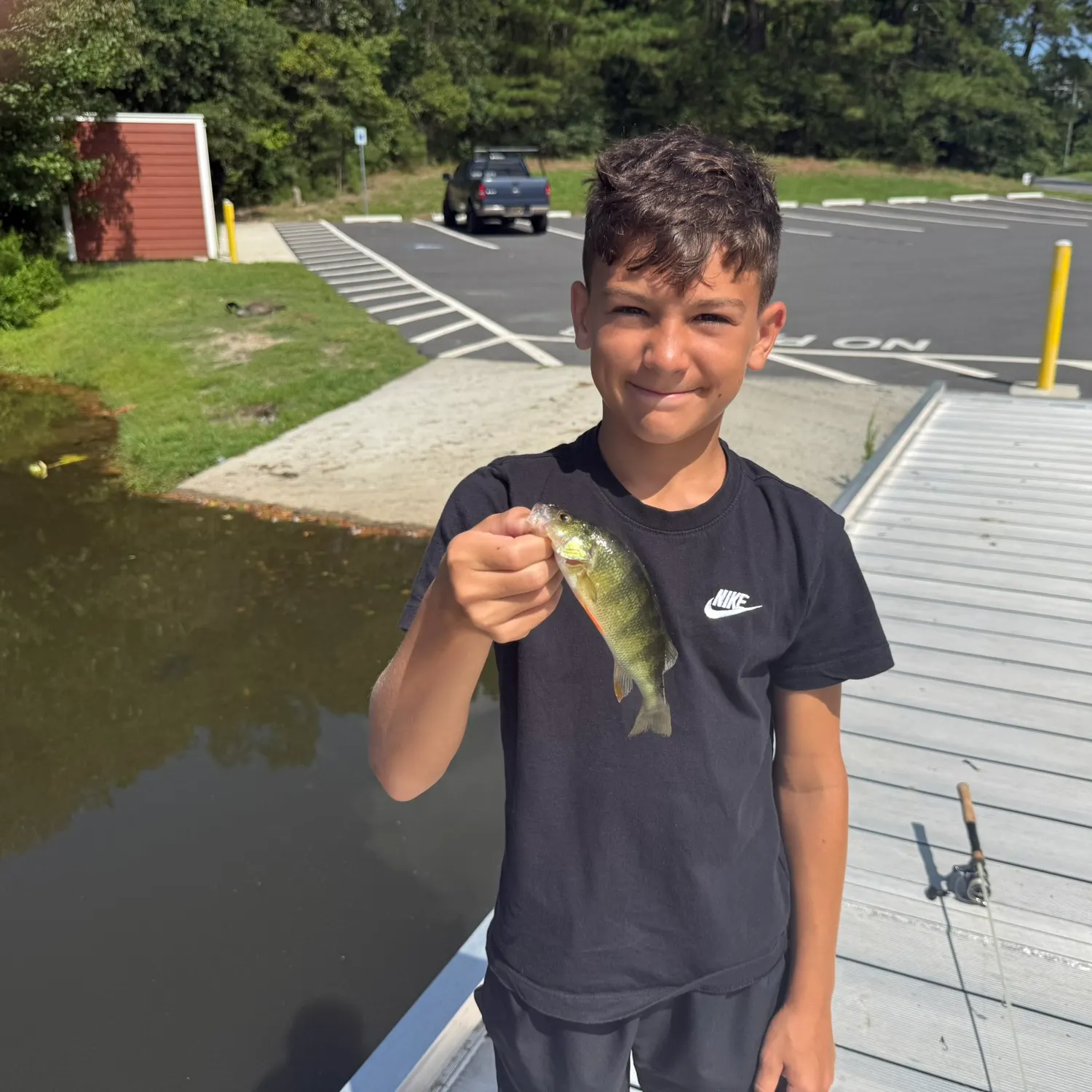 Yellow perch caught on Fishbrain