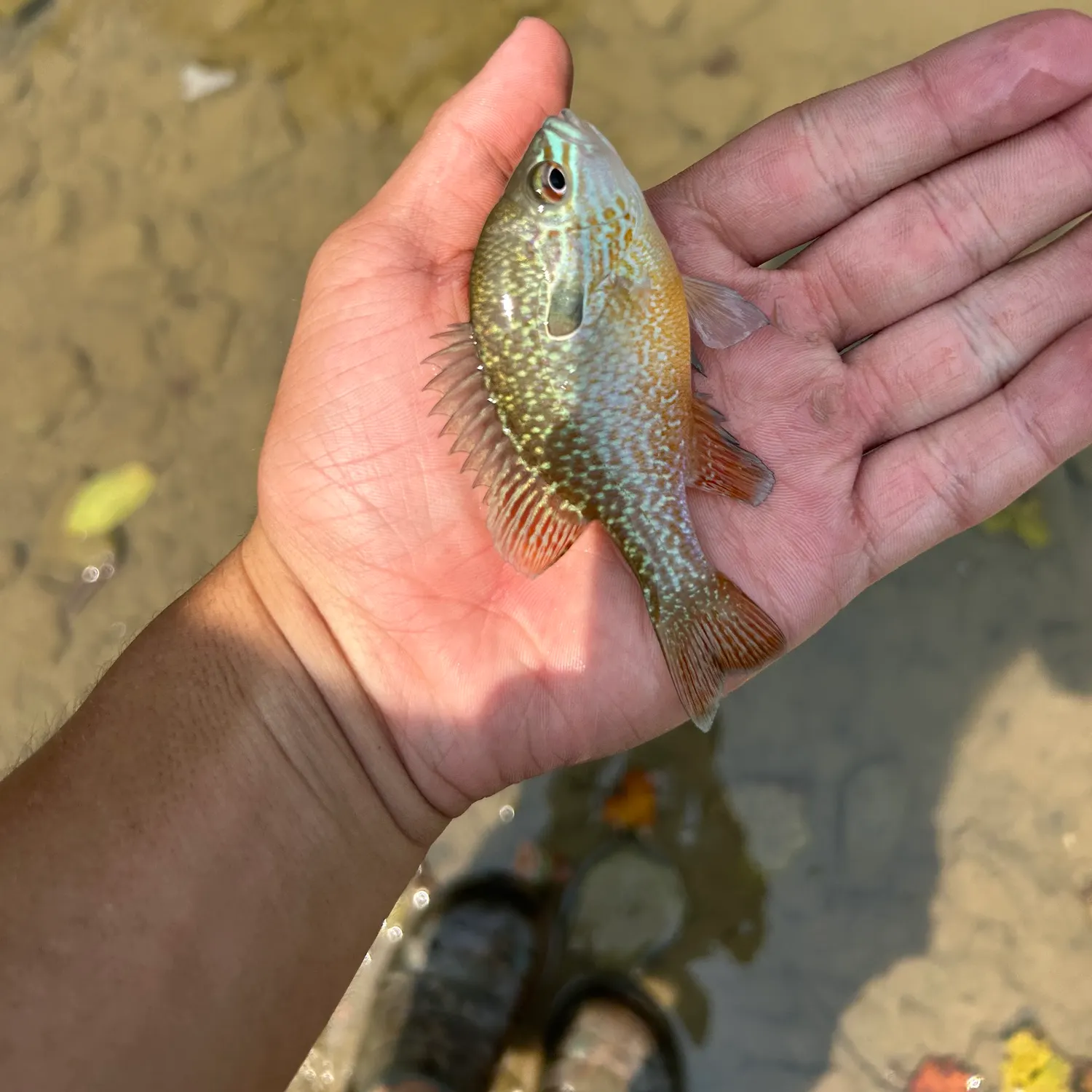The most recent Pumpkingill hybrid catches on Fishbrain