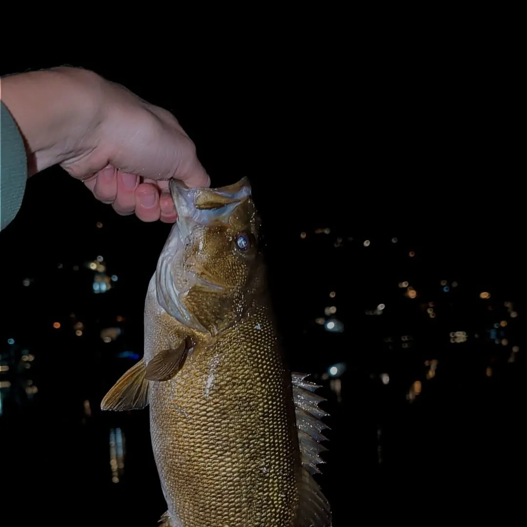 Smallmouth bass caught on Fishbrain
