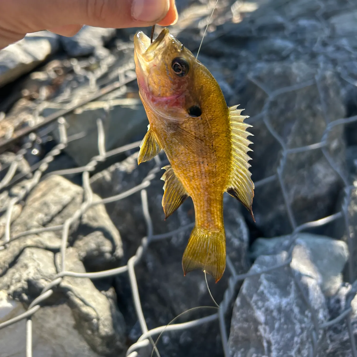 Fish caught on Fishbrain