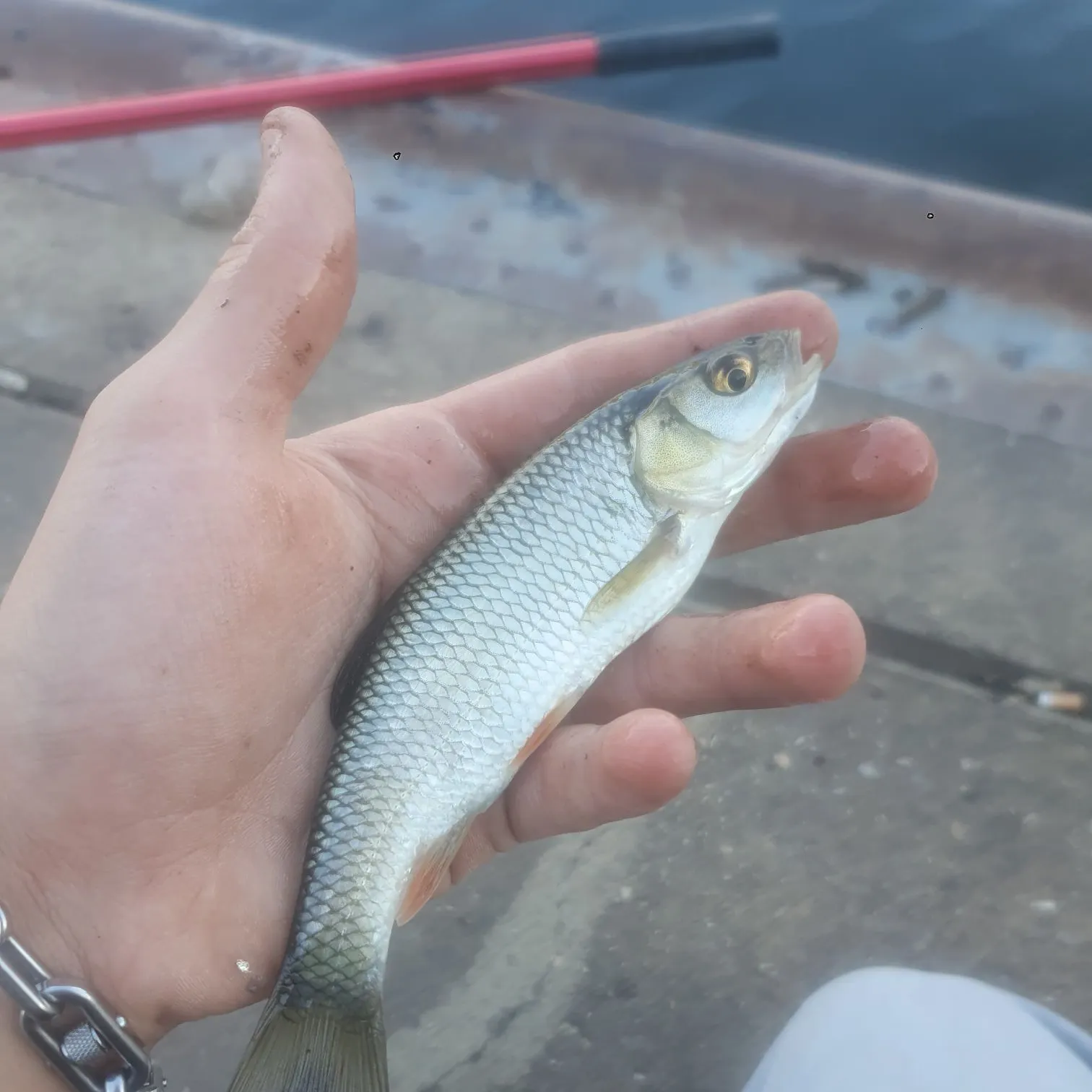 European chub caught on Fishbrain