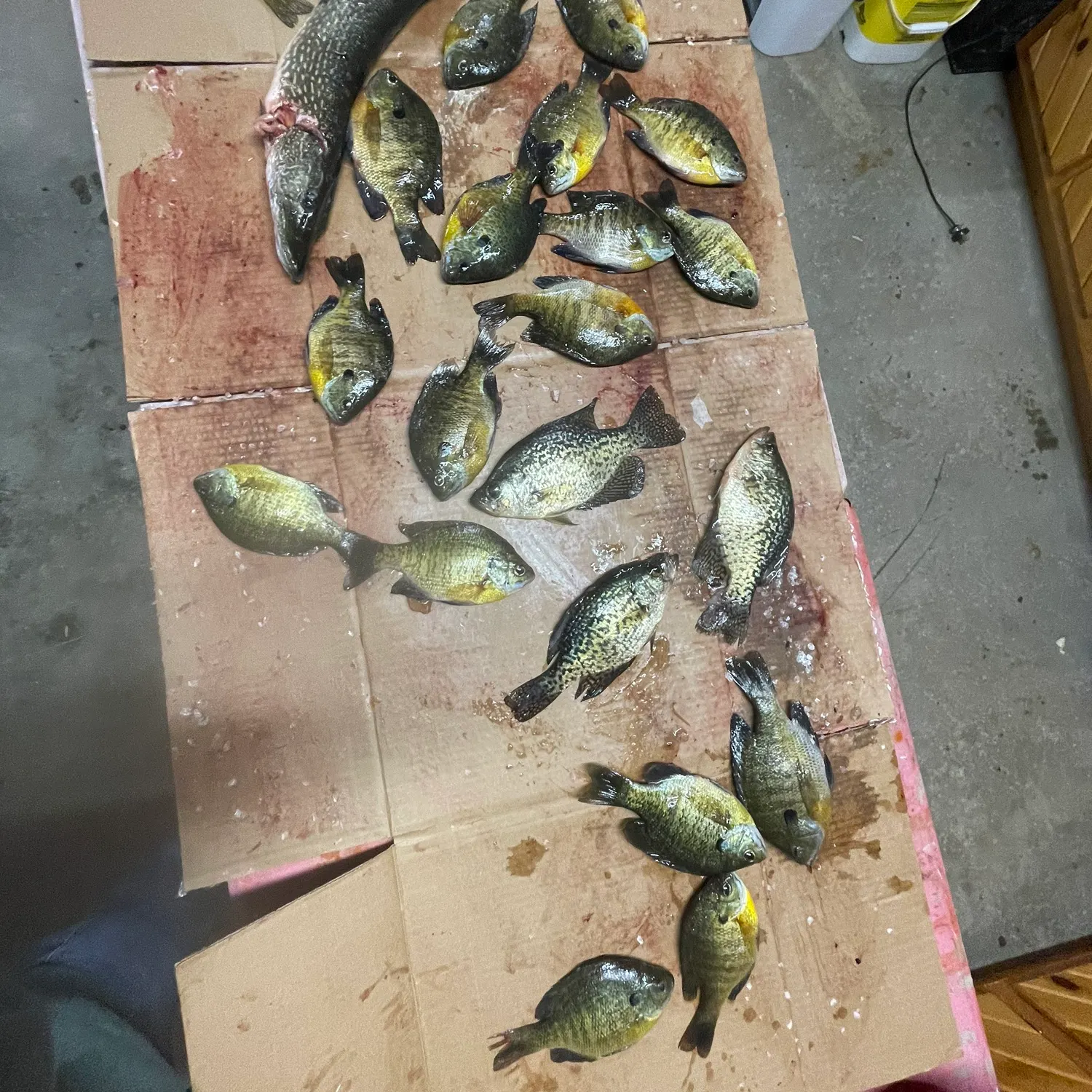 recently logged catches