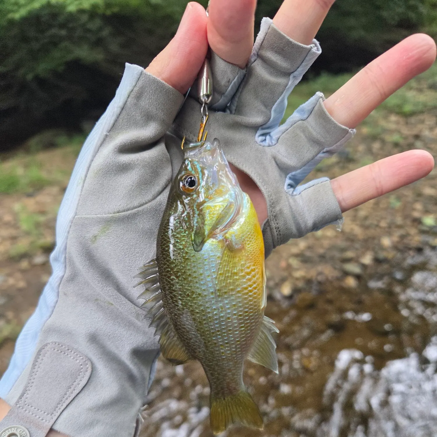 Redbreast sunfish caught on Fishbrain