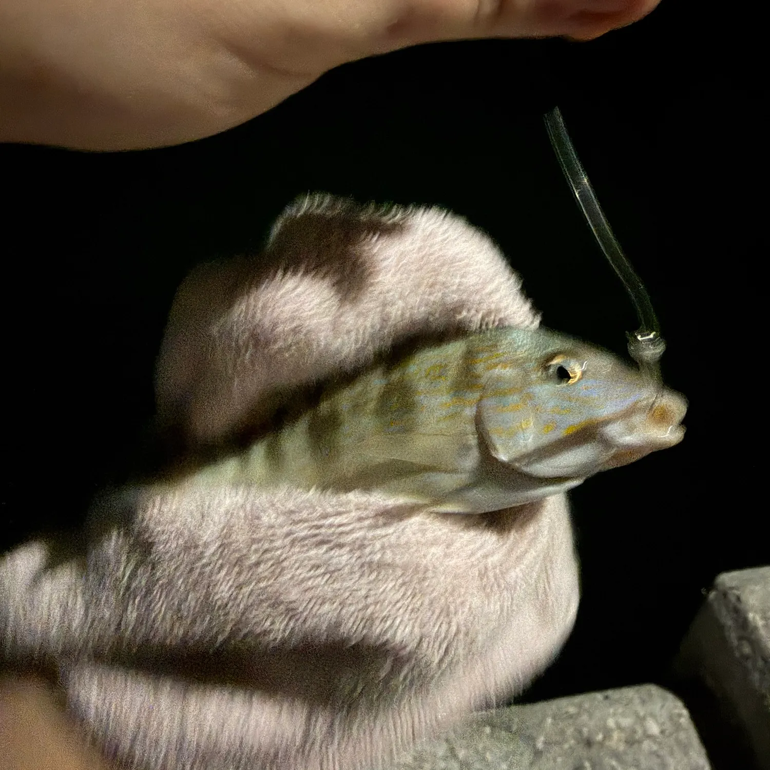 Pinfish caught on Fishbrain