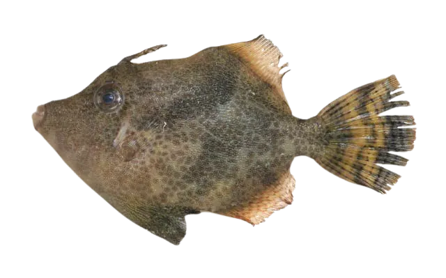 Fan-bellied leatherjacket