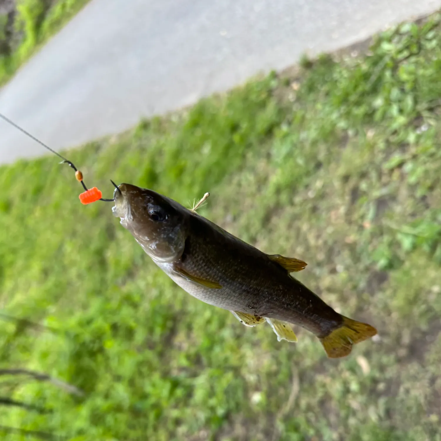 The most recent Cutlips minnow catches on Fishbrain