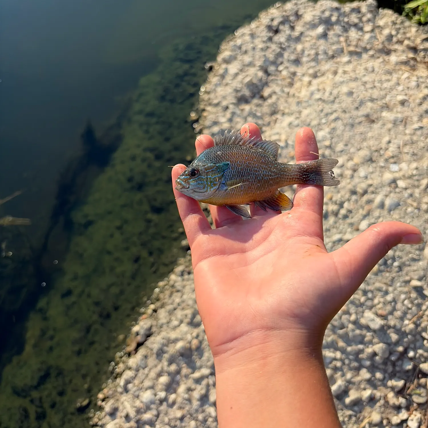 Pumpkingill hybrid caught on Fishbrain