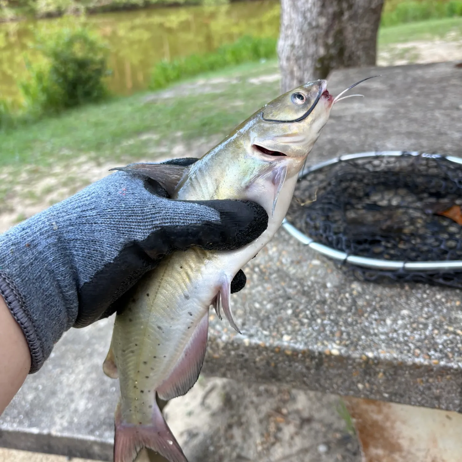 catch