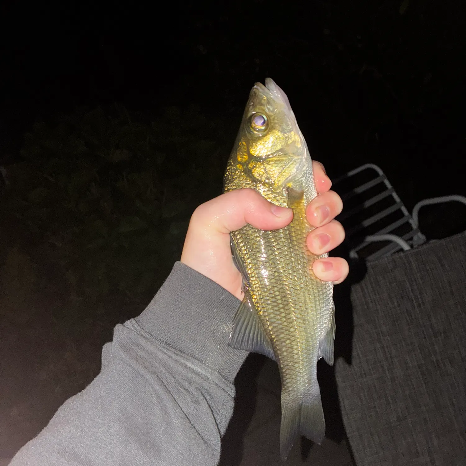 White perch caught on Fishbrain