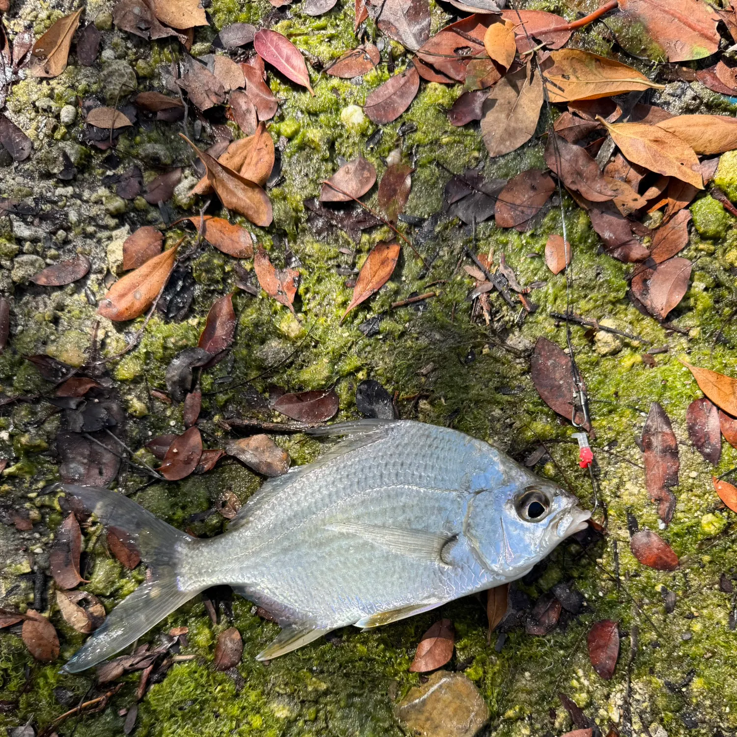 The most recent Silver jenny catches on Fishbrain