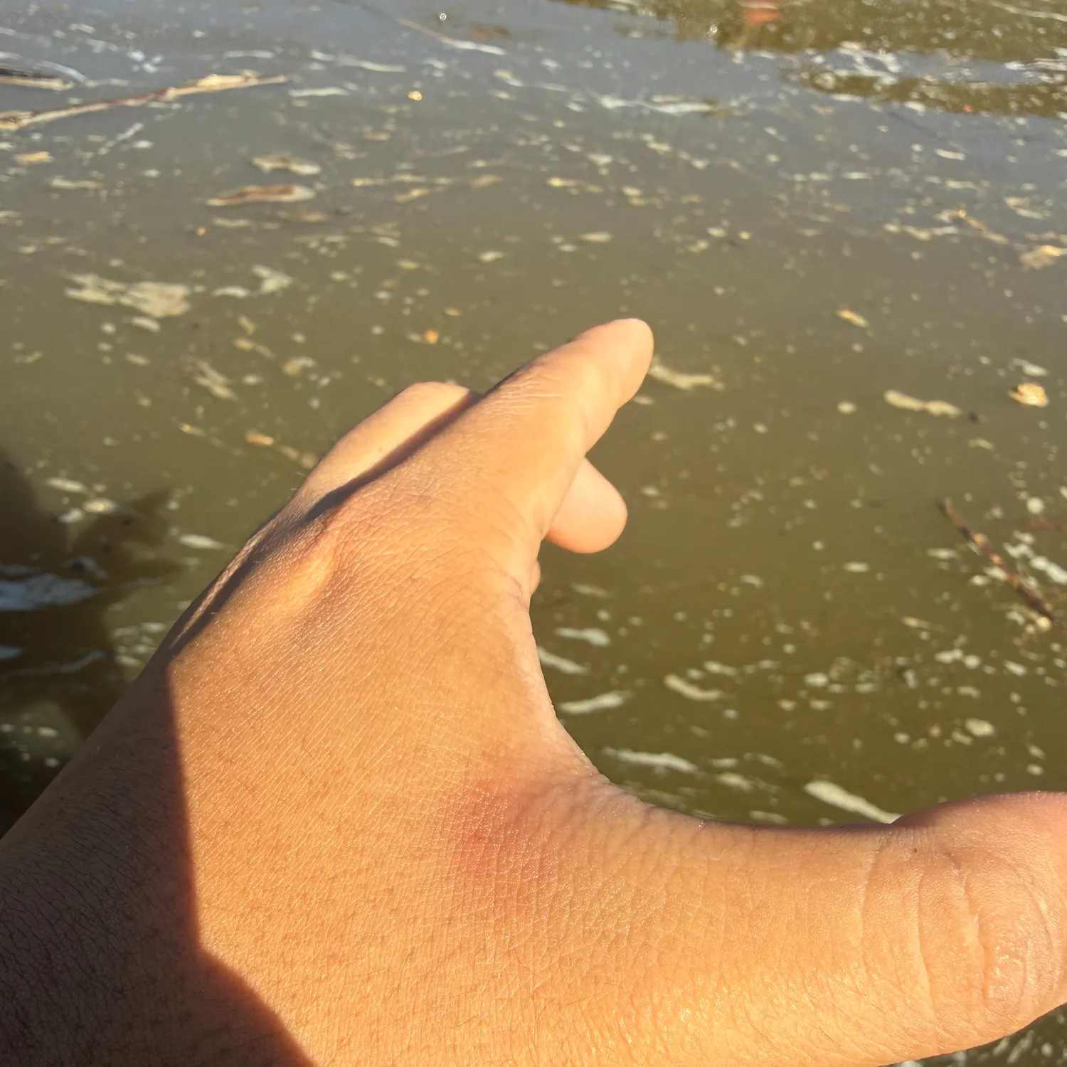 Yellow bullhead caught on Fishbrain