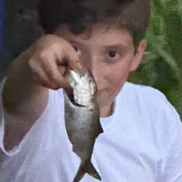 American gizzard shad caught on Fishbrain