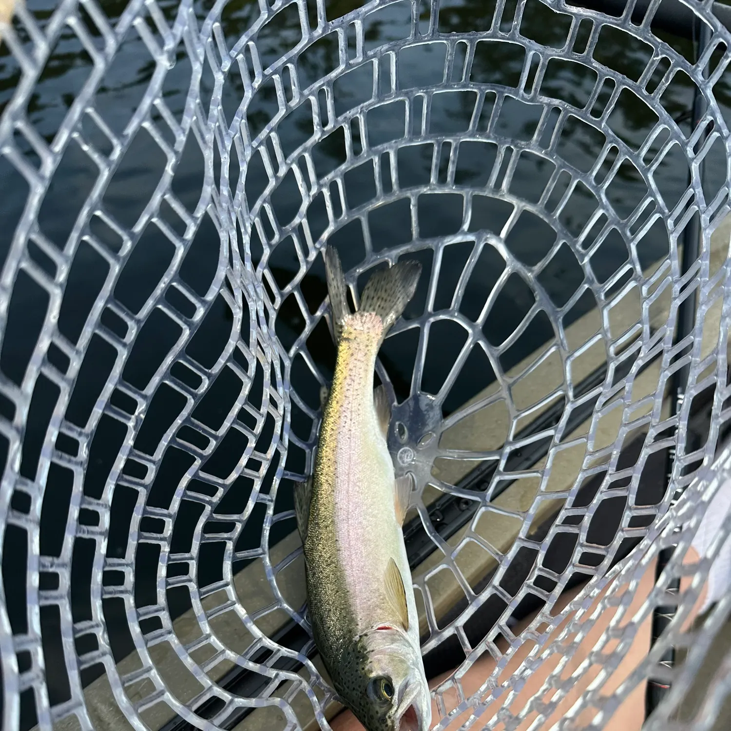 Rainbow trout caught on Fishbrain