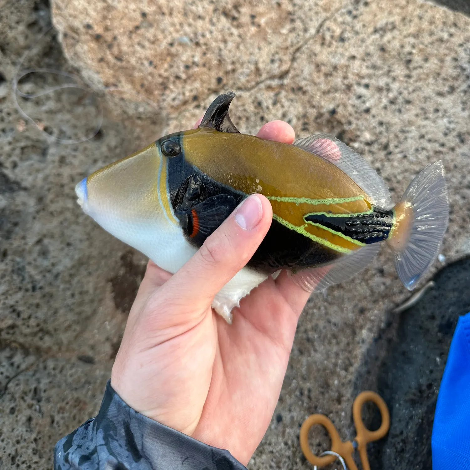 The most recent Wedge-tail triggerfish catches on Fishbrain