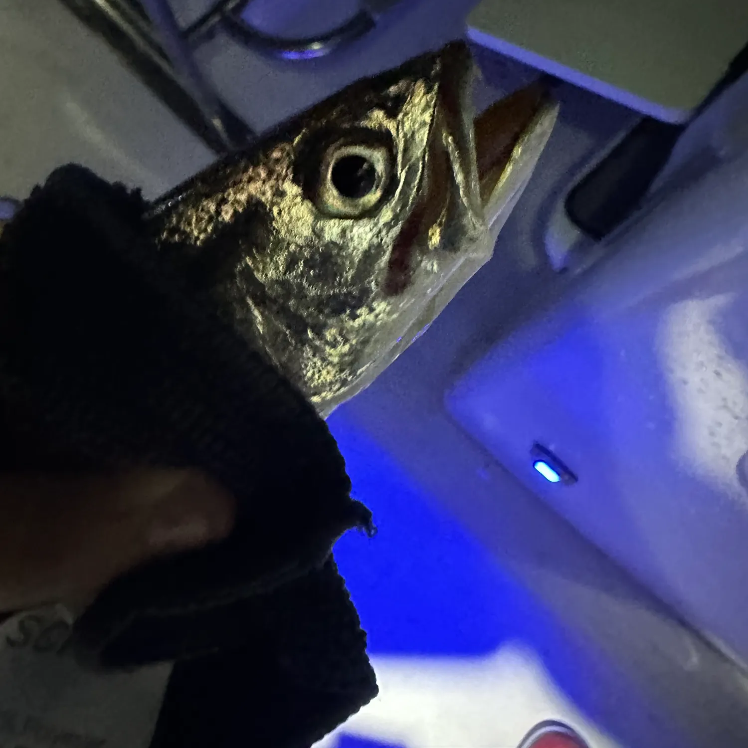 The most recent Geelbeck croaker catches on Fishbrain