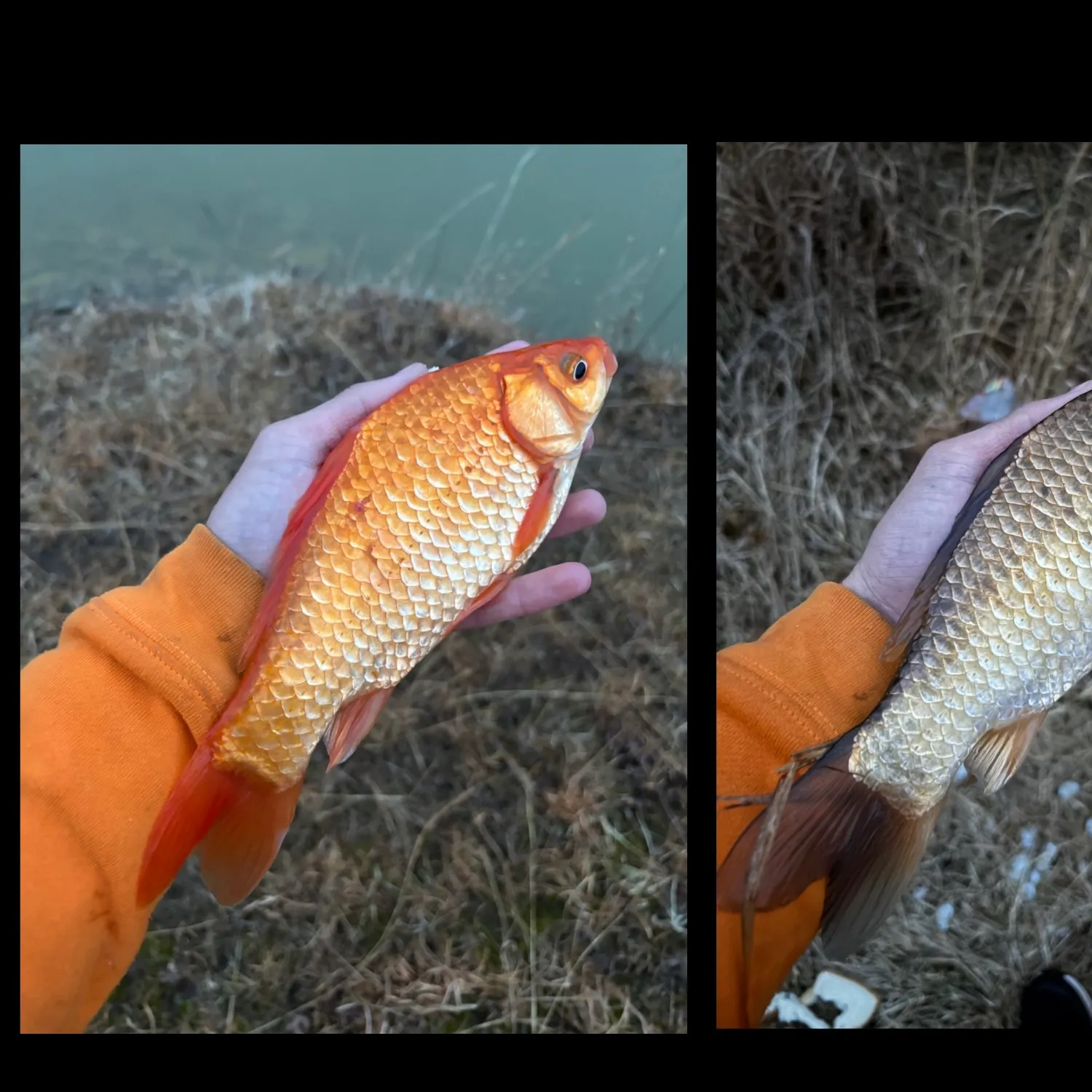 The most recent Goldfish catches on Fishbrain