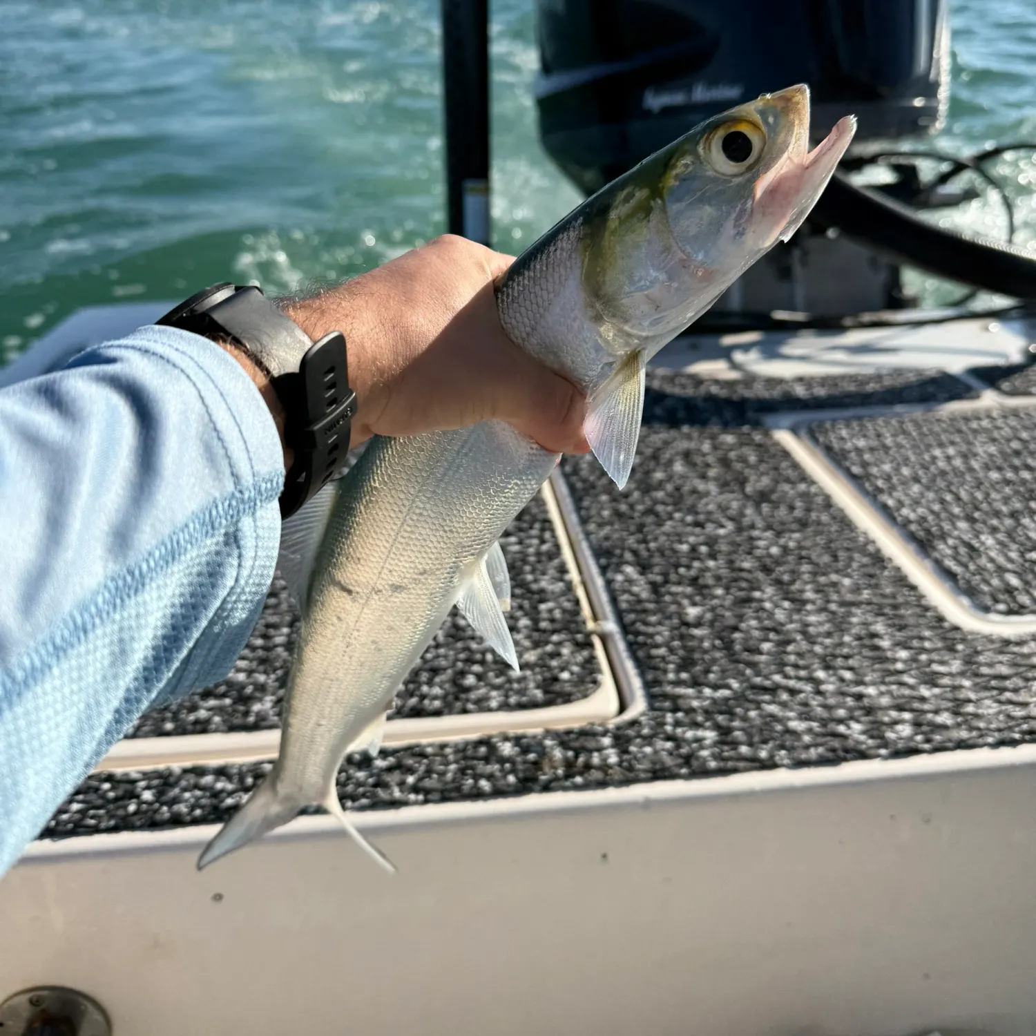 The most recent Hawaiian ladyfish catches on Fishbrain