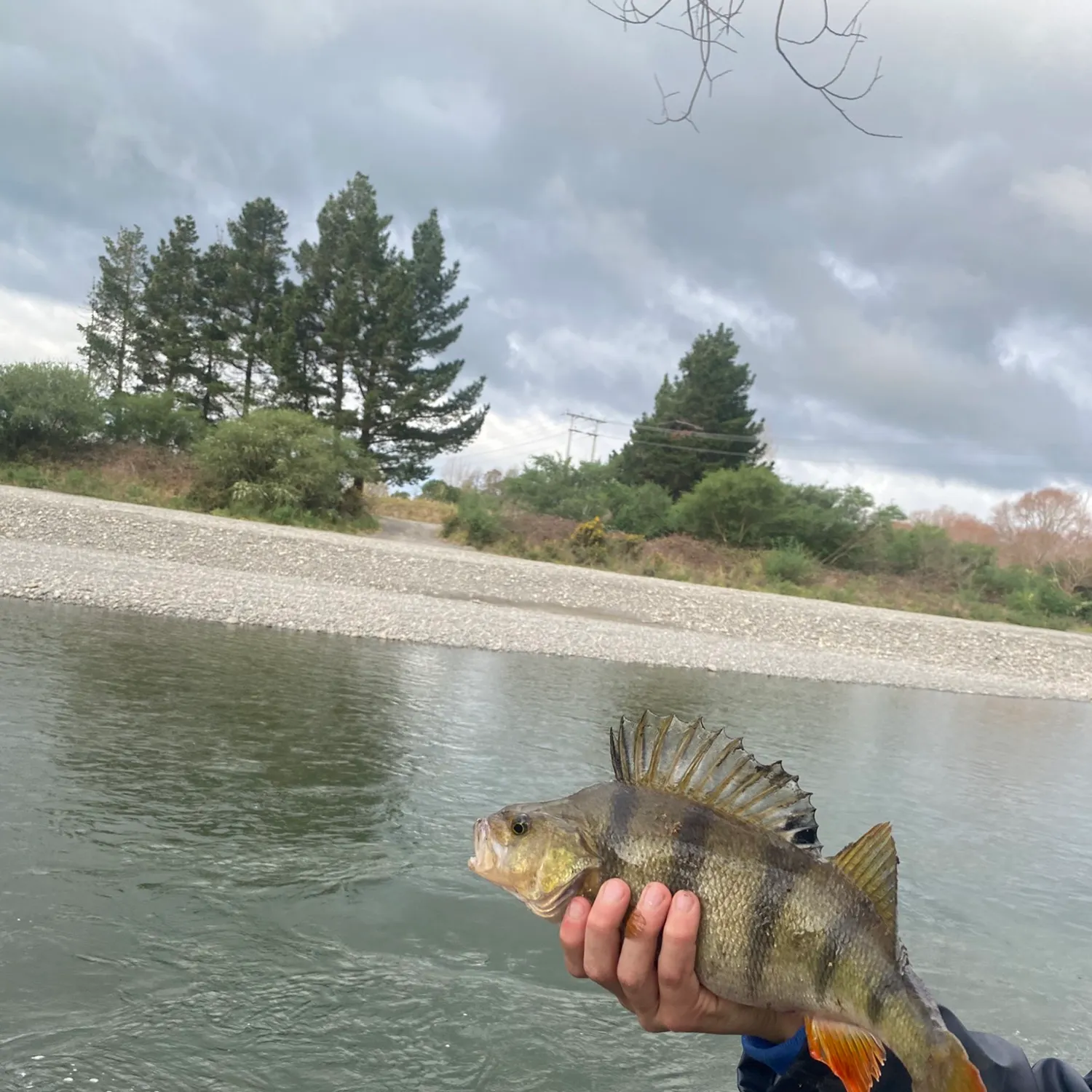 European perch caught on Fishbrain