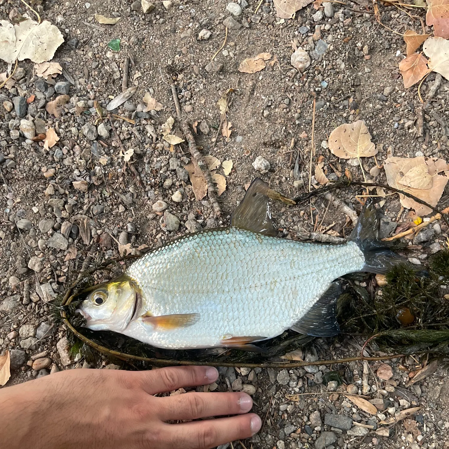 Common bream caught on Fishbrain