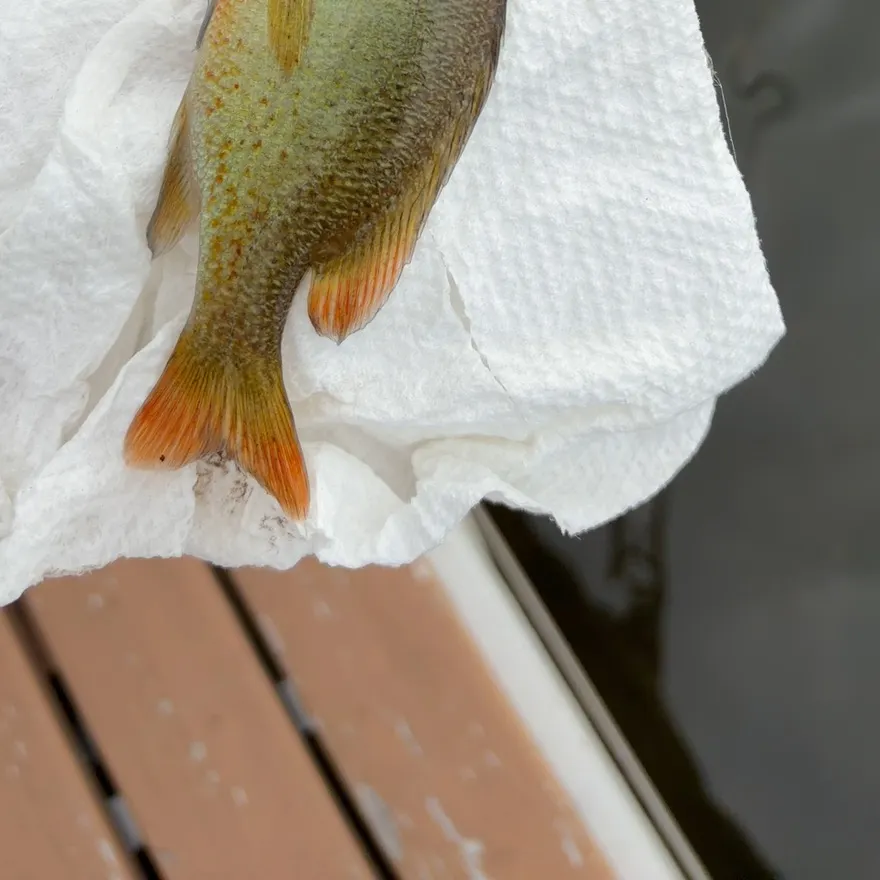 Redbreast sunfish caught on Fishbrain