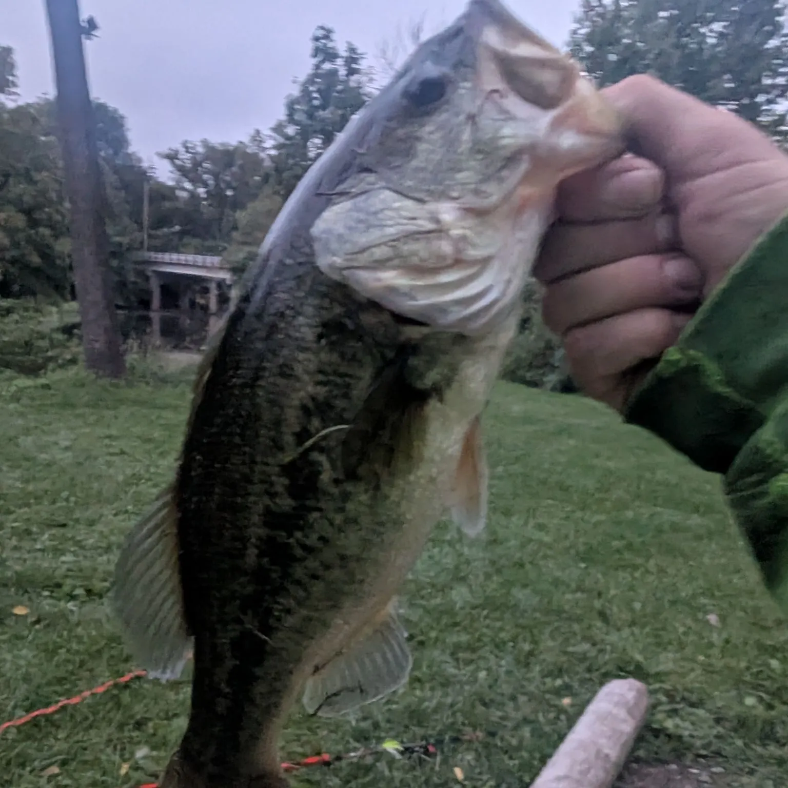The most recent Grass pickerel catches on Fishbrain