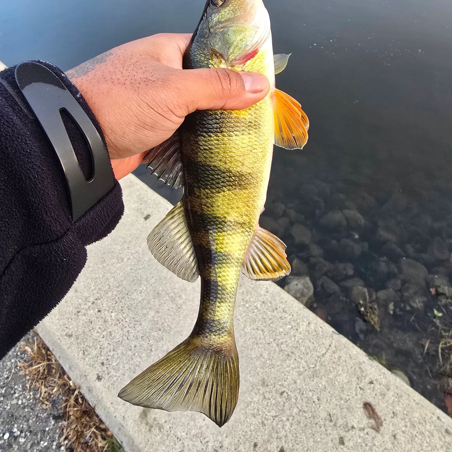 Yellow perch caught on Fishbrain