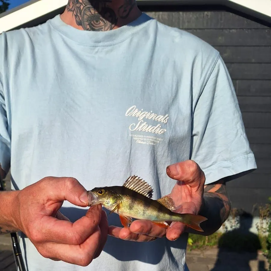 European perch caught on Fishbrain