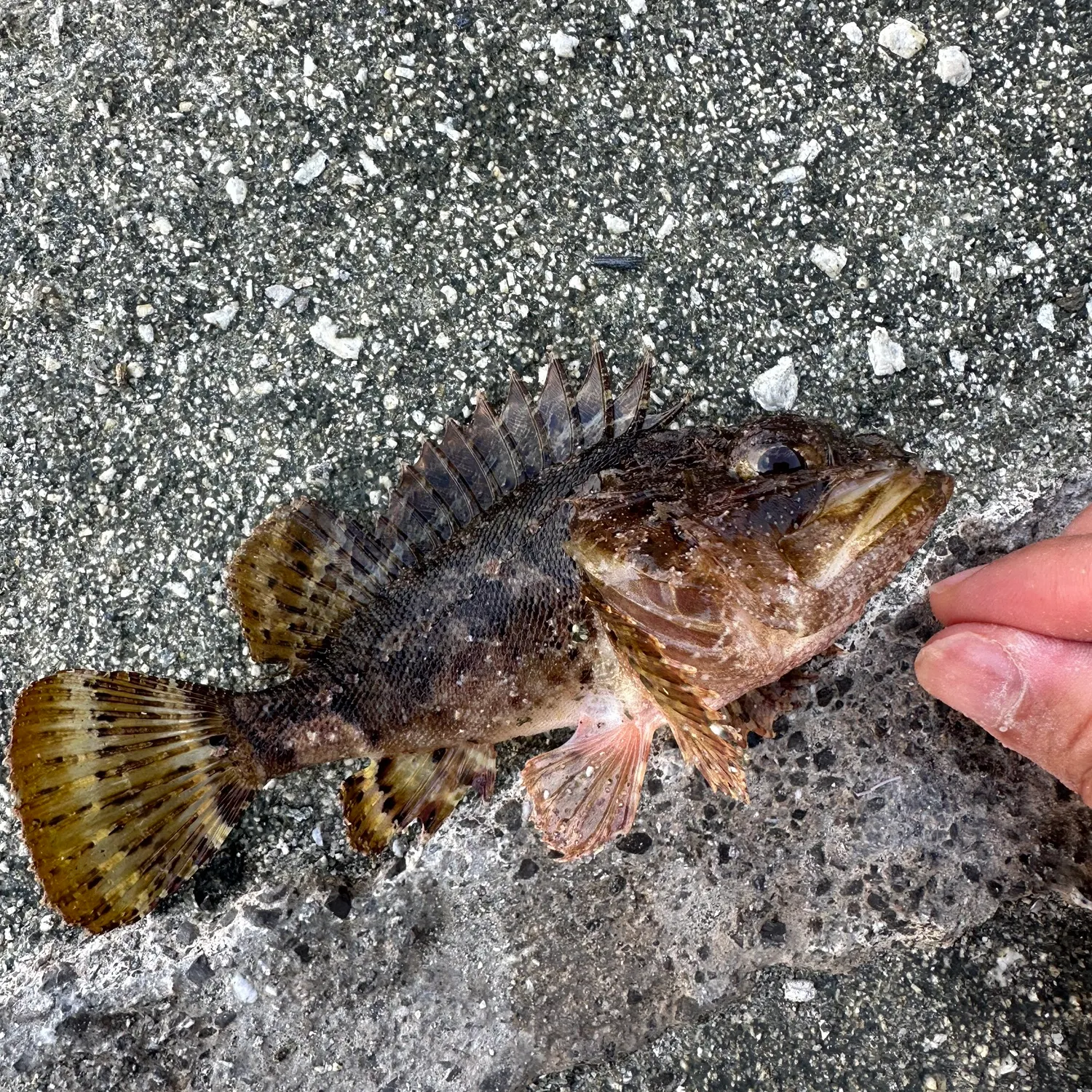 The most recent Black scorpionfish catches on Fishbrain