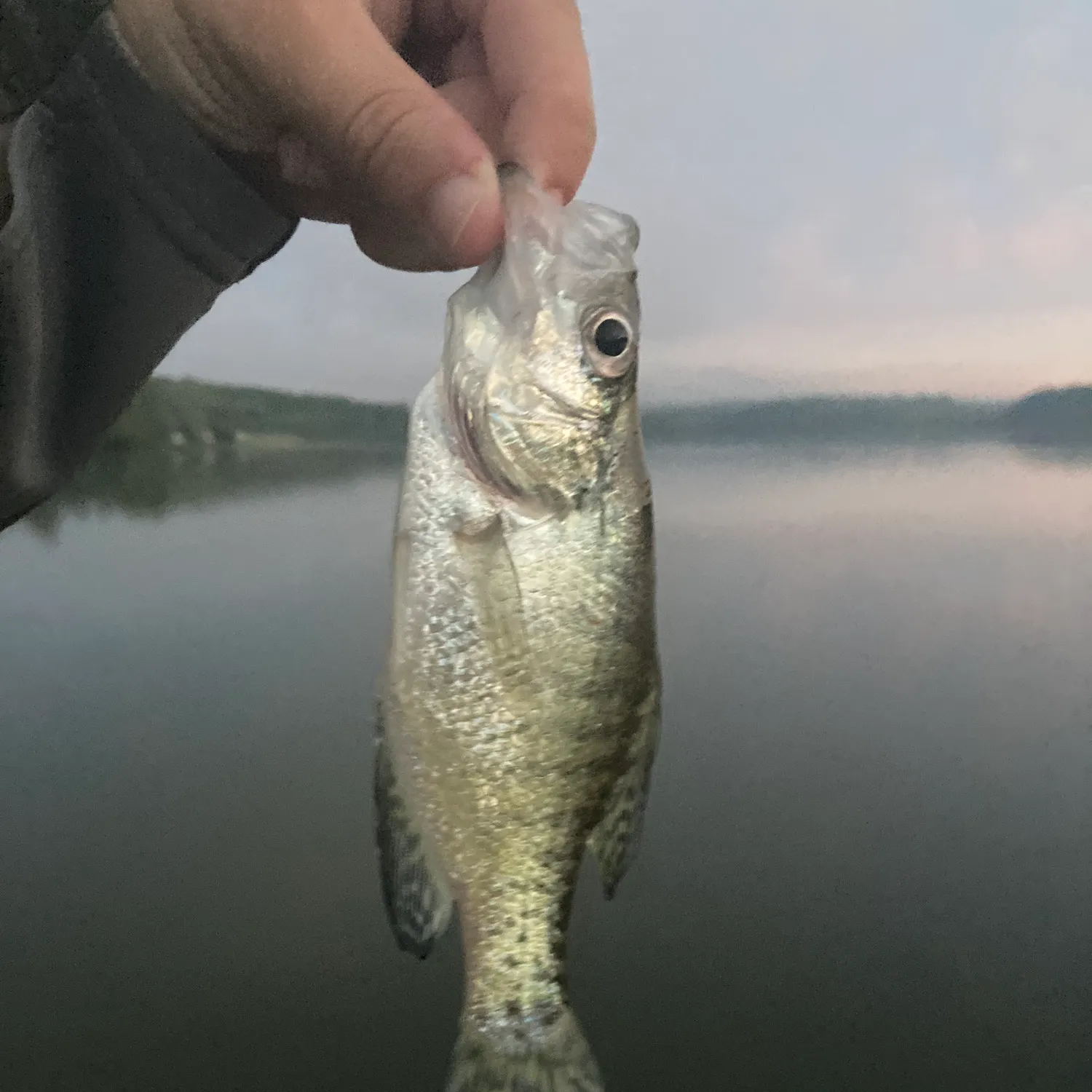 White crappie caught on Fishbrain