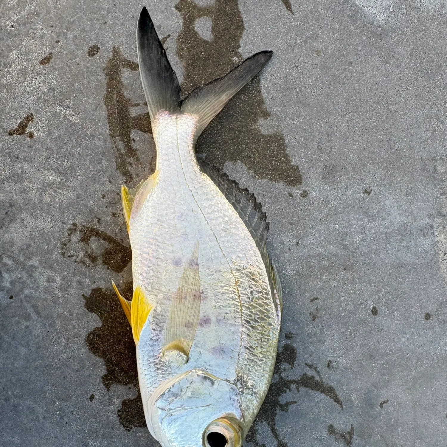 The most recent Yellowfin mojarra catches on Fishbrain
