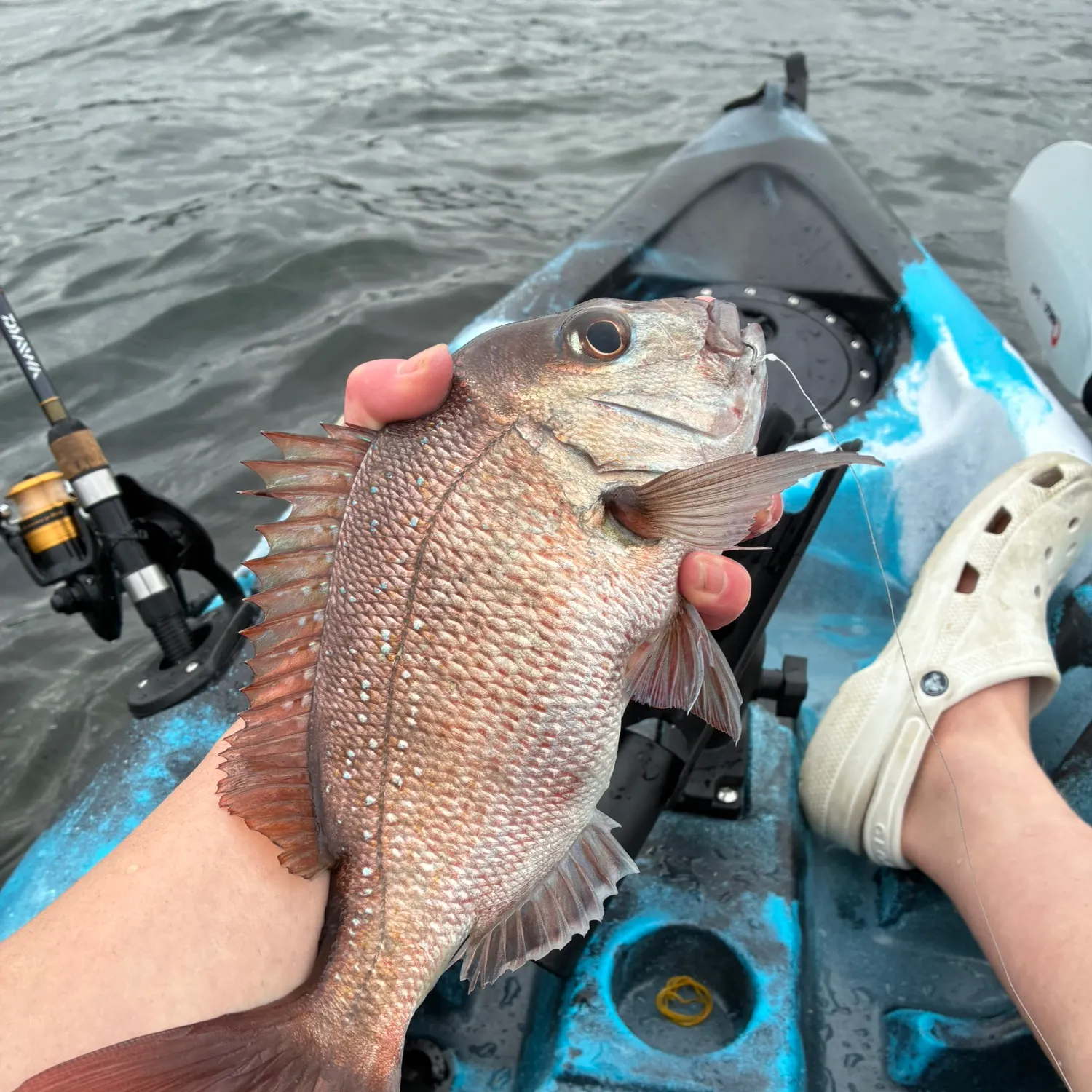 Australasian snapper caught on Fishbrain