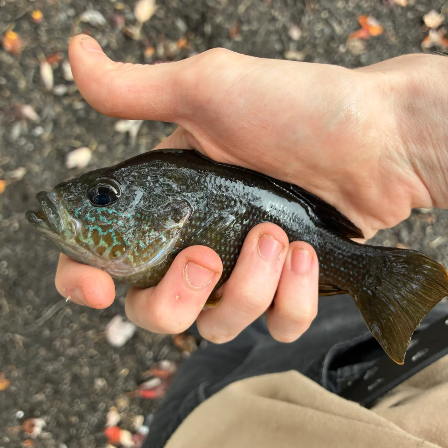 Green sunfish caught on Fishbrain