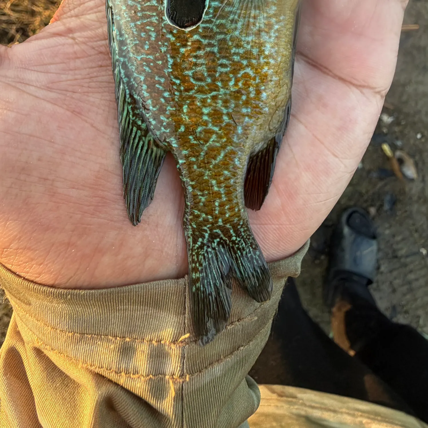 Pumpkinseed x green sunfish caught on Fishbrain