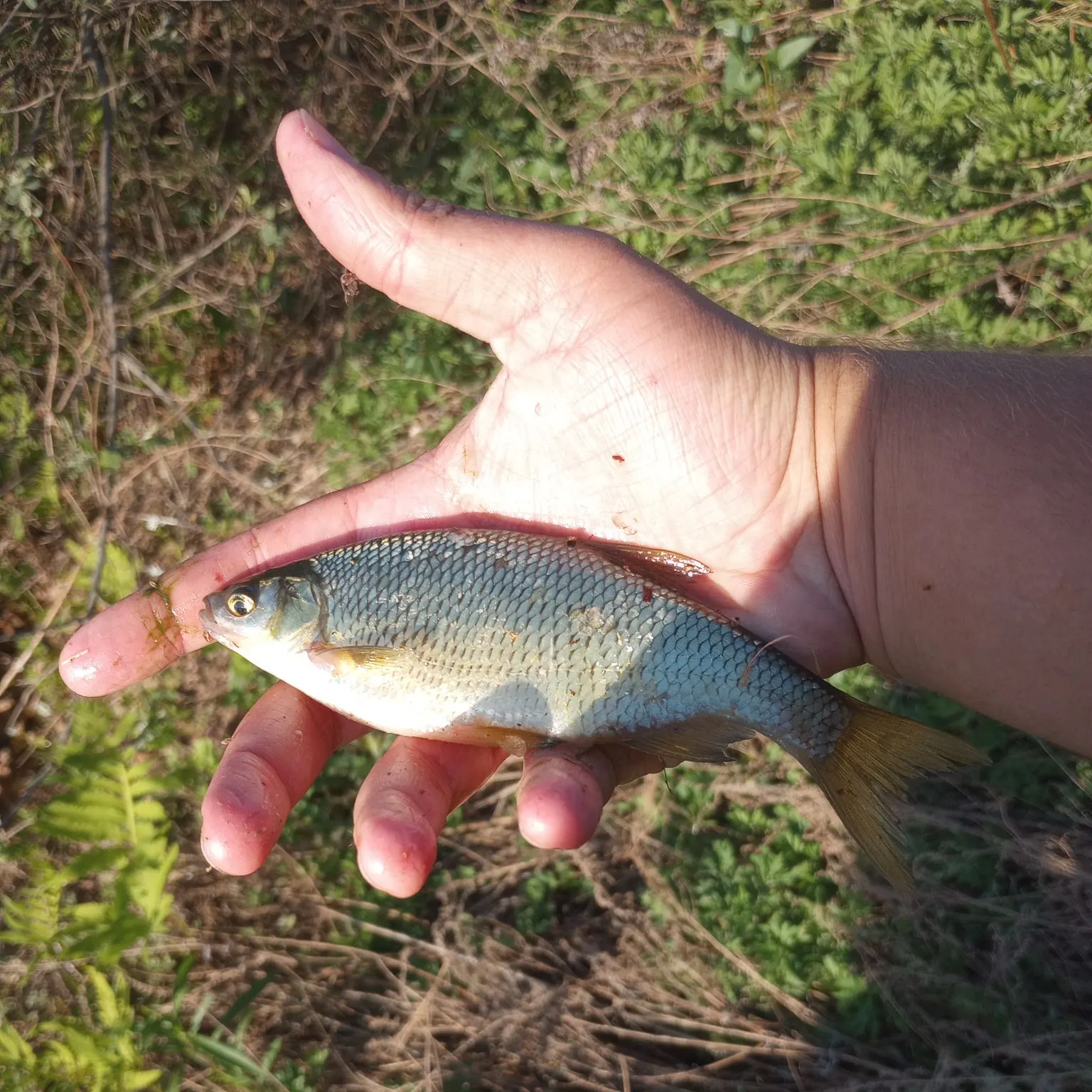 The most recent Golden shiner catches on Fishbrain