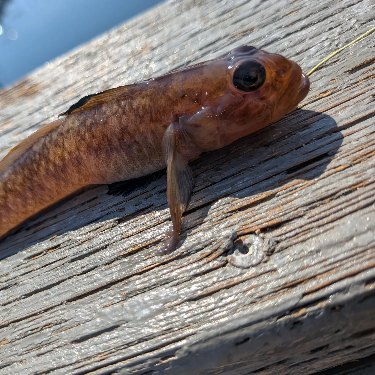 The most recent Blackeye goby catches on Fishbrain