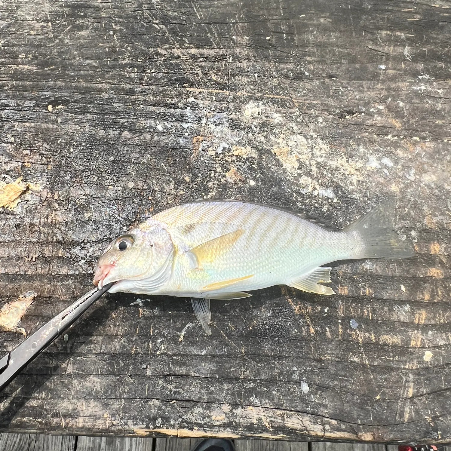 Spot croaker caught on Fishbrain