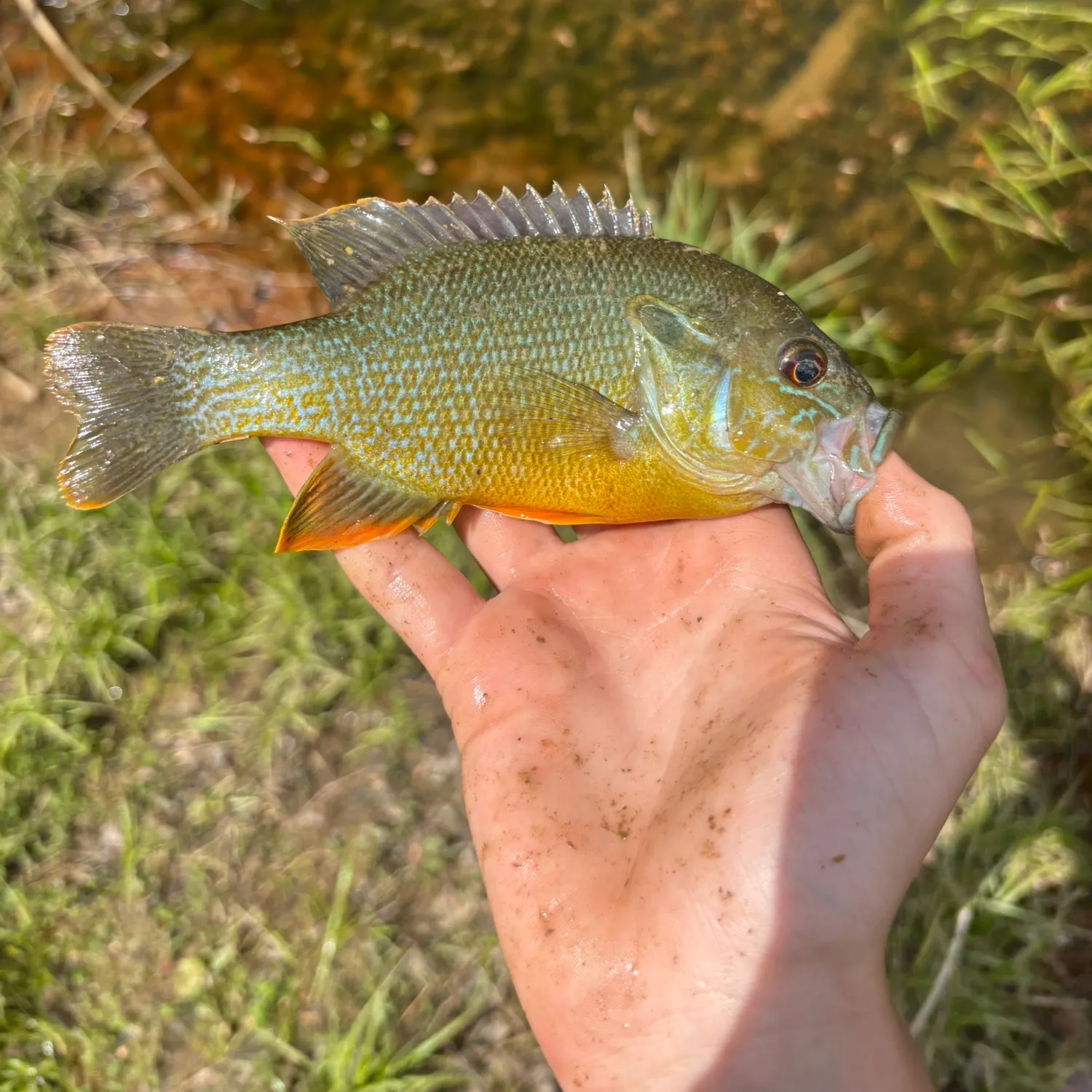 most liked catch image