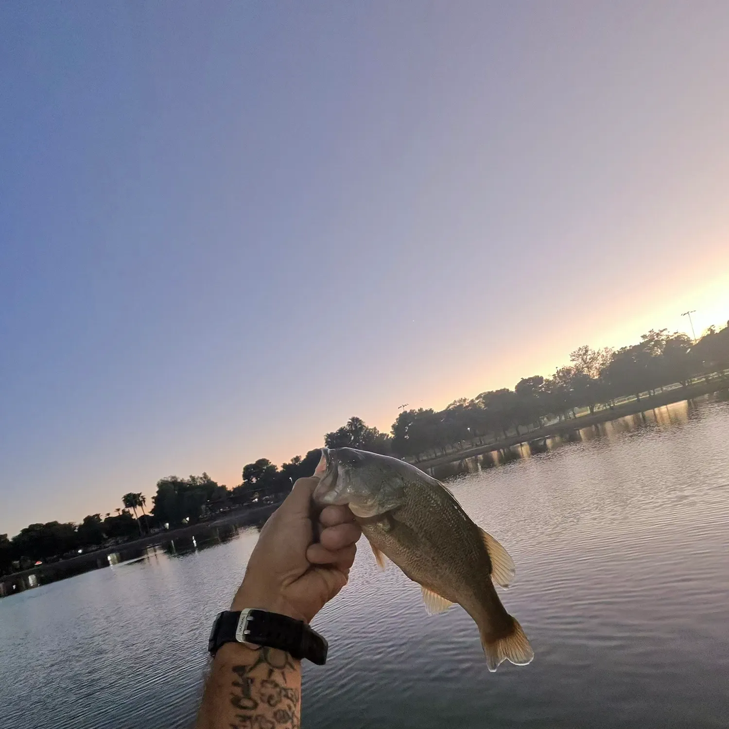 Largemouth bass caught on Fishbrain