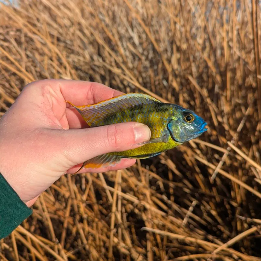 The most recent Giraffe cichlid catches on Fishbrain