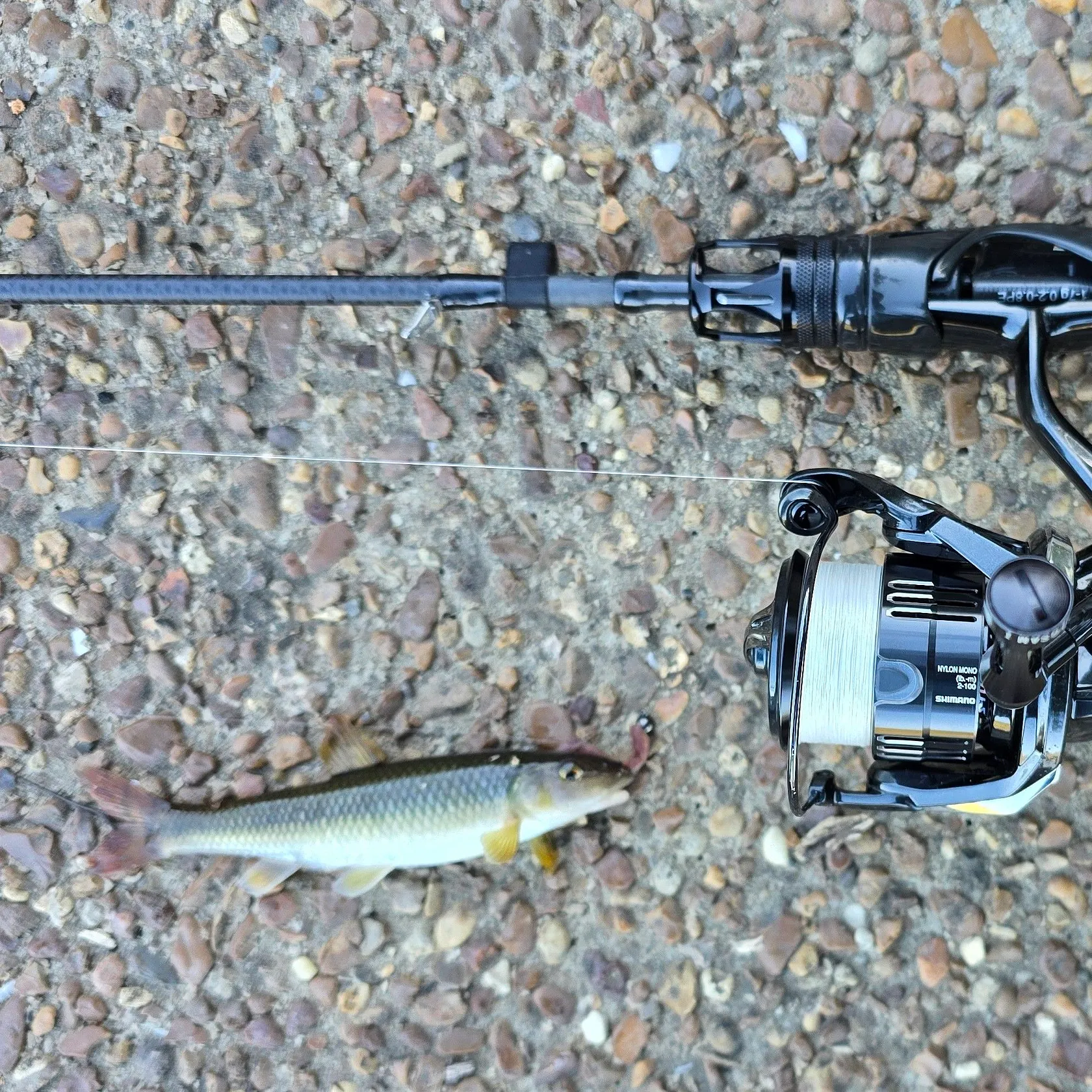 The most recent Redtail chub catches on Fishbrain