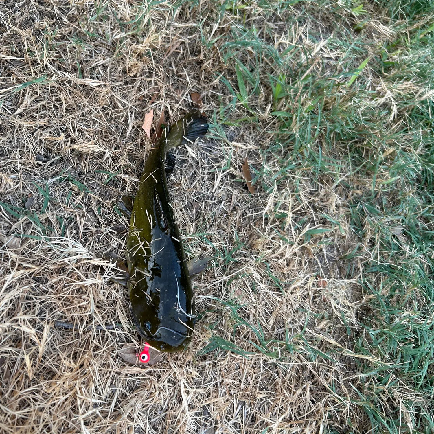 Black bullhead caught on Fishbrain