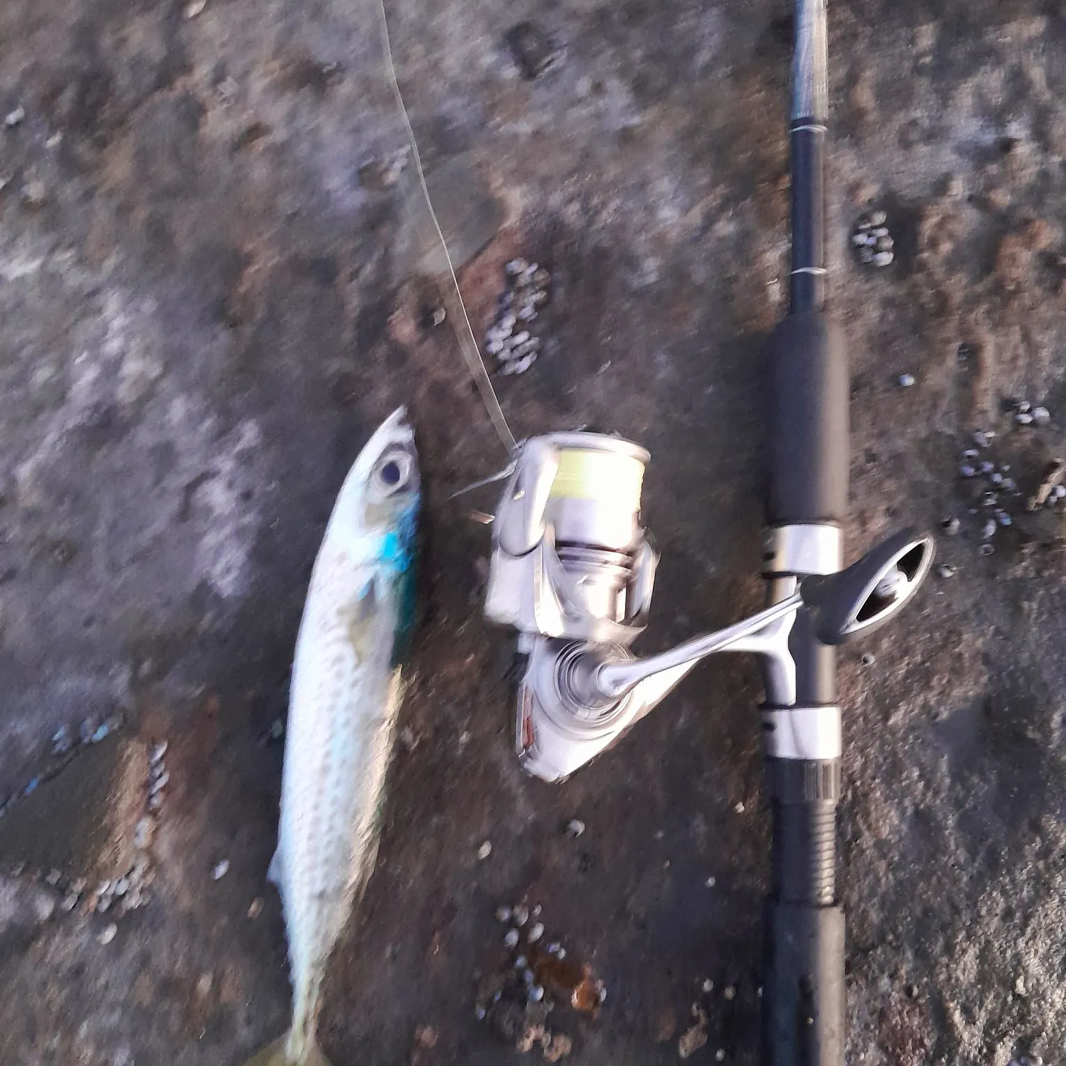 The most recent Blue mackerel catches on Fishbrain