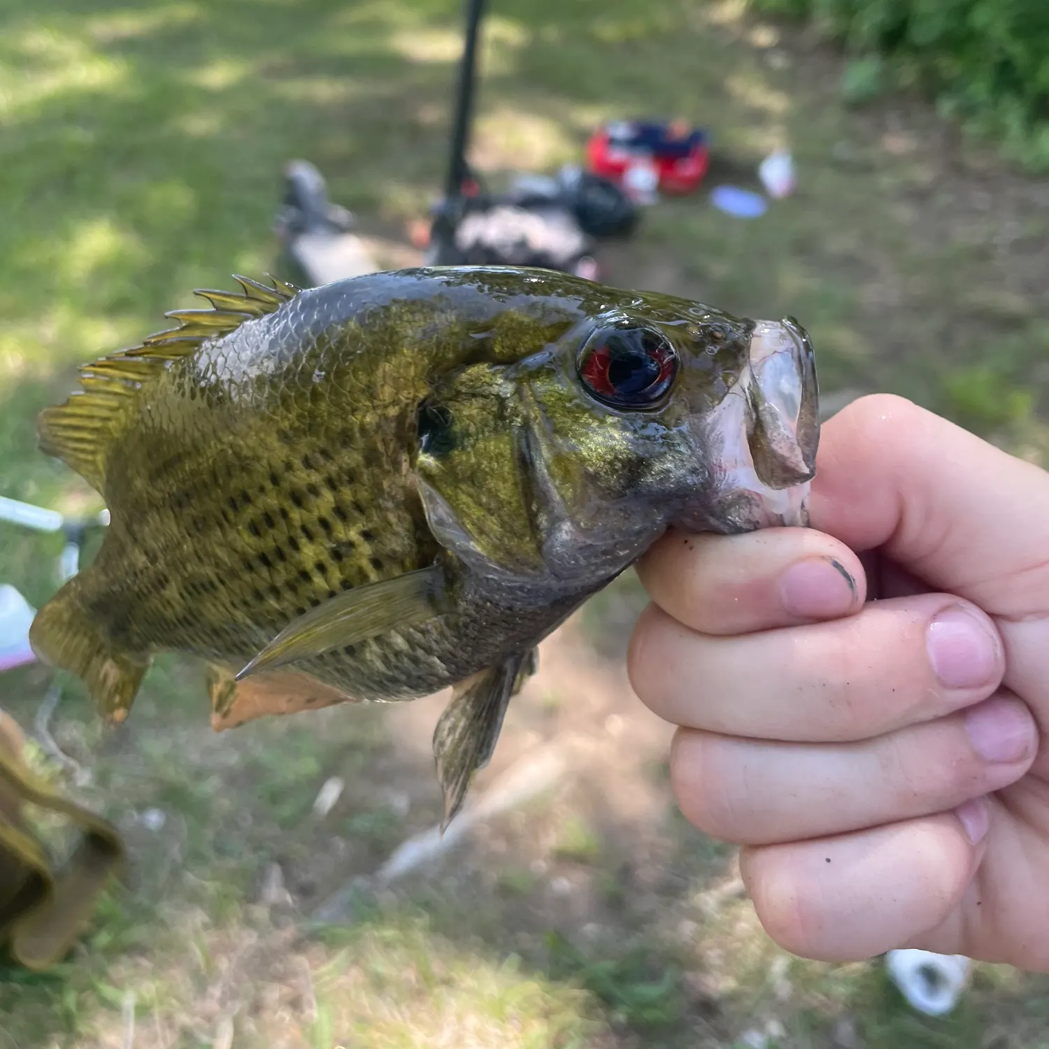 The most recent Rock bass catches on Fishbrain
