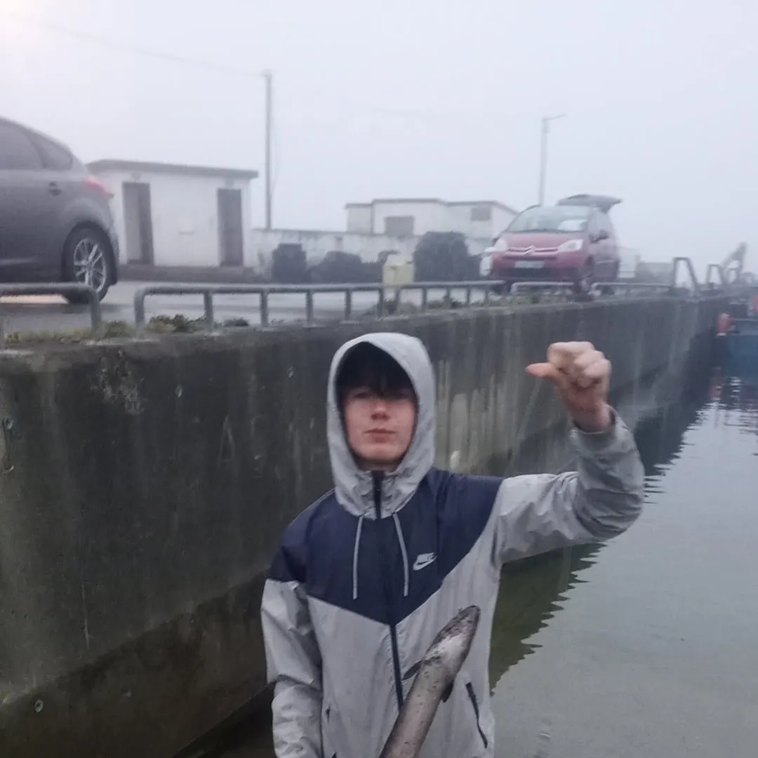The most recent European conger catches on Fishbrain