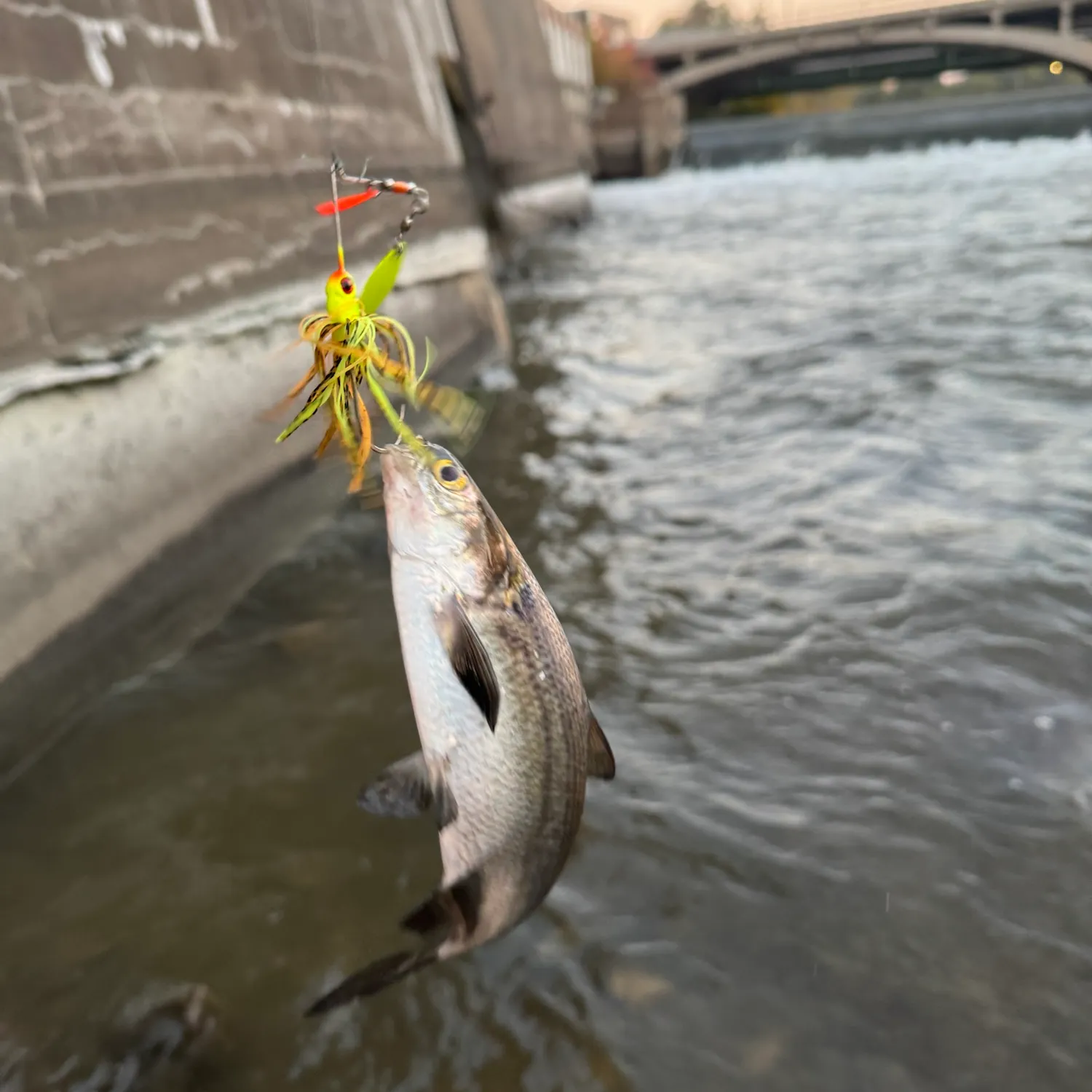 American gizzard shad caught on Fishbrain