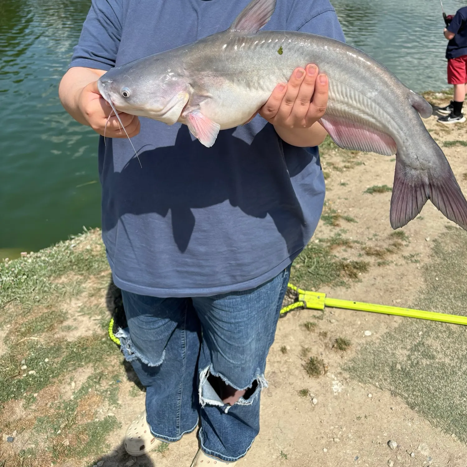 Blue catfish caught on Fishbrain