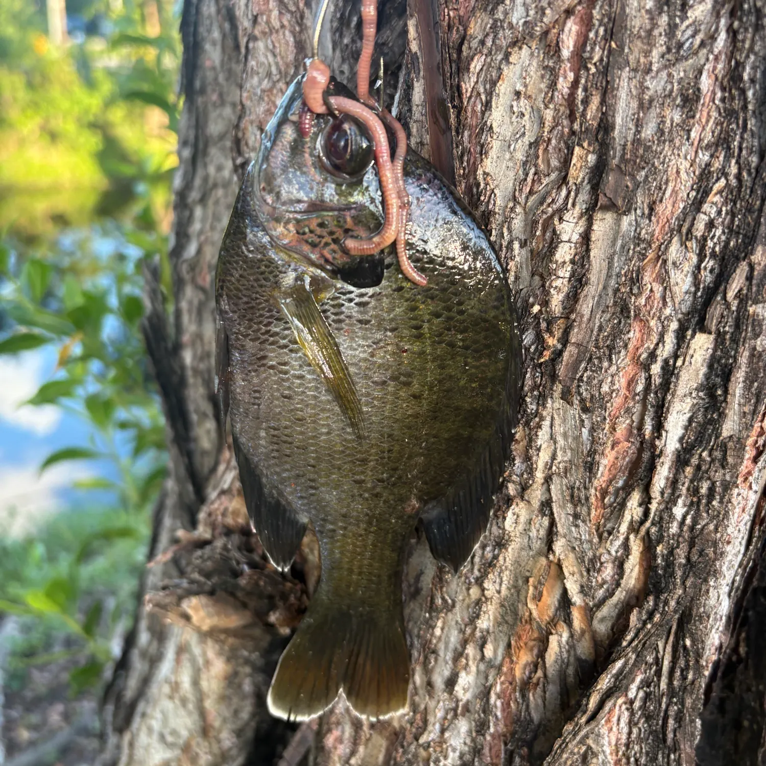 Bluegill caught on Fishbrain